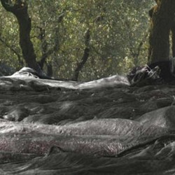 Ελαιόδιχτο σε Ρολό 8,50μΧ40μ για Ανέμη Πράσινο 135γρ Κρήτης