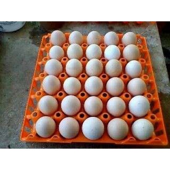Πλαστικές Αυγοθήκες 30 Αυγών σε Χρώμα Πορτοκαλί, Μπλέ, Μώβ, Φούξια, Άσπρο