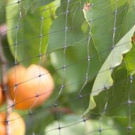 ΔΙΧΤΥ ΠΡΟΣΤΑΣΙΑΣ ΠΤΗΝΩΝ ΠΟΥΛΙΩΝ 2x500 Μέτρα Μαύρο - 12gr -ΠΛΕΞΗ 17Χ15mm ORTOAMICA ARRIGONI