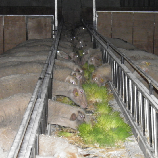 Θάλαμος Υδροπονίας Ζωοτροφών Φρέσκου Φύτρου BS-600 (600 κιλά/ημέρα) με Καρότσια