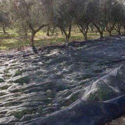 Πρόσθετη Ανέμη για Ανέμη Συλλογής Καρπών CRF Ιταλίας