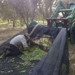 Ελαιόδιχτο Πράσινο σε ρολό 4,5μΧ50μ Ελληνικά 100 γρ