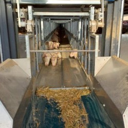 Ταινία Τροφής Αιγοπροβάτων 30 μέτρων Χωρητικότητας 90 ζώων Ταινία Τροφής Αιγοπροβάτων 30 μέτρων Χωρητικότητας 90 ζώων