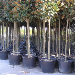 Γλάστρα Φυτωρίου Πολυαιθυλενίου με Χερούλια Διαμέτρου 40εκ Χωρητικότητας 30 Λίτρων