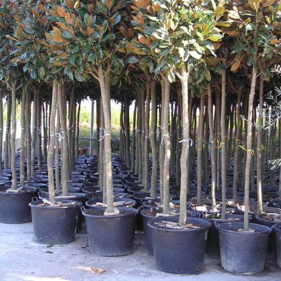 Γλάστρα Φυτωρίου Πολυαιθυλενίου με Χερούλια Διαμέτρου 55εκ Χωρητικότητας 70 Λίτρων