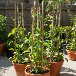 Φυσικά Καλάμια Bamboo Στήριξης Φυτών Ολόκληρα Πάχους 8-10 mm Ύψος 90 cm 500 τεμάχια