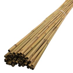 Καλάμια Bamboo Στήριξης φυτών Bamboo Πάχους 14-16 mm Ύψος 150 cm 200 τεμάχια