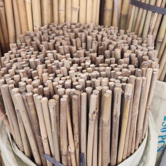 Καλάμια Bamboo Στήριξης φυτών Bamboo Πάχους 10-12 mm Ύψος 150 cm 500 τεμάχια