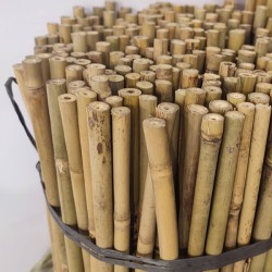 Καλάμια Bamboo Στήριξης φυτών Bamboo Πάχους 14-16 mm Ύψος 120 cm 100 τεμάχια