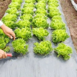 Φίλμ Εδαφοκάλυψης Μαύρο 20μm Δάιος