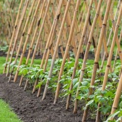 Καλάμια Bamboo Στήριξης φυτών Bamboo Πάχους 16-20 mm Ύψος 180 cm 100 τεμάχια