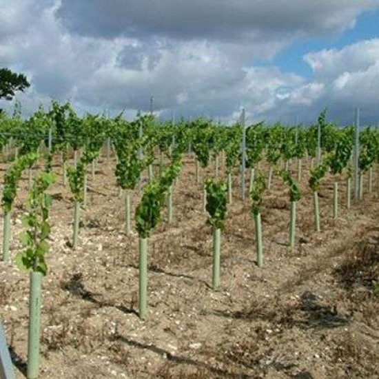 Προστατευτικό για Κορμούς Μικρών Κορμών 50/10 Agrotube