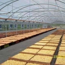 Θερμοκήπιο τύπου Πολυτούνελ τιμή με το τετραγωνικό (Ελάχιστη Παραγγελία 1000 τ.μ.)