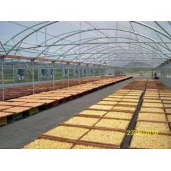 Θερμοκήπιο τύπου Πολυτούνελ τιμή με το τετραγωνικό (Ελάχιστη Παραγγελία 1000 τ.μ.)
