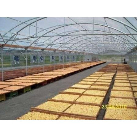 Θερμοκήπιο τύπου Πολυτούνελ τιμή με το τετραγωνικό (Ελάχιστη Παραγγελία 1000 τ.μ.)