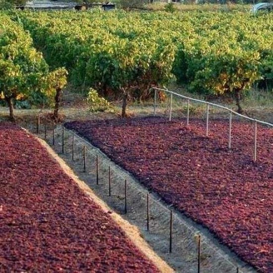 Δίχτυα Για Σταφίδες ΜΑΝΙΟΥΔΑΚΗ Πράσινα Σκούρα 110 γραμμαρίων 1Χ12, με ΦΑΣΑ 