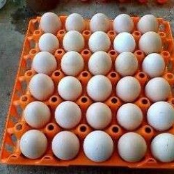 Πλαστικές Αυγοθήκες 30 Αυγών σε Χρώμα Πορτοκαλί, Μπλέ, Μώβ, Φούξια, Άσπρο Πλαστικές Αυγοθήκες 30 Αυγών σε Χρώμα Πορτοκαλί, Μπλέ, Μώβ, Φούξια, Άσπρο