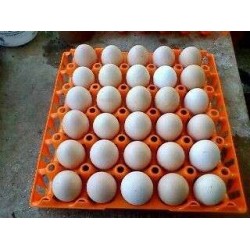 Πλαστικές Αυγοθήκες 30 Αυγών σε Χρώμα Πορτοκαλί, Μπλέ, Μώβ, Φούξια, Άσπρο