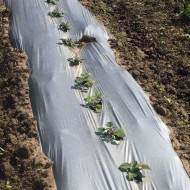 Φίλμ Εδαφοκάλυψης Μαύρο - Ασημί Δροσισμού 20 μm 