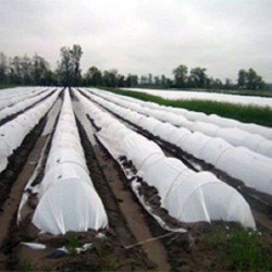 Φύλλο για Τούνελ Χαμηλής - Γραμμικής Κάλυψης ΘΕΡΜΙΚΟ 50gr Eurofilm - Τιμή Κιλού Φύλλο για Τούνελ Χαμηλής - Γραμμικής Κάλυψης ΘΕΡΜΙΚΟ 50gr Eurofilm - Τιμή Κιλού