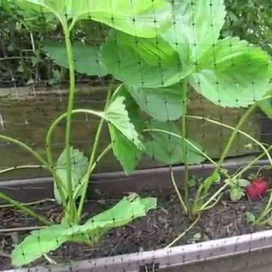 Δίχτυ Προστασίας από τα Πουλιά 8Χ10 με μάτι 2Χ2 εκ Πράσινο Κιβώτιο των 12 τεμαχίων