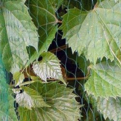 Δίχτυ Προστασίας Πουλιών Διάσταση 4 x 250, Βάρος 15 gr/ m2, μάτι 25*25 mm