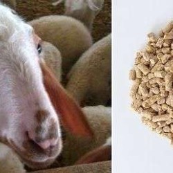 Μίγμα Αρνιών  Πάχυνσης, Μεγάλης Απόδοσης,  15 % πρωτεΐνη, Ν31K (PELLETS)  Σακί 40 κιλών 