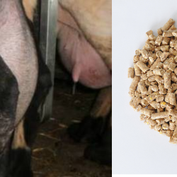 Συμπύκνωμα Γαλακτοπαραγωγής  ΓΑΛΑΚΤΟΠΑΡΑΓΩΓΗΣ σε Pellets  ΠΡΟΒΑΤΩΝ & ΑΙΓΩΝ Ν42KS, Ολικές Αζωτούχες 25 % , "στήσιμο" 250 λίτρα / σεζόν 