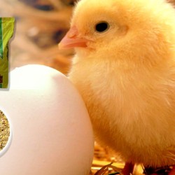 Φύραμα Κρεατοπαραγωγής για Κοτοπουλάκια Ν21 17% Πρωτεΐνη από 1η μέρα 40 κιλά (Σκόνη)