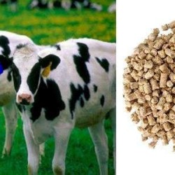 Μείγμα Πάχυνσης ΜΟΣΧΩΝ σε Pellets N10KSP 16% Πρωτεΐνη 40 κιλά από τον 4ο Μήνα (100 κιλά Σ.Β.) μέχρι Σφαγής