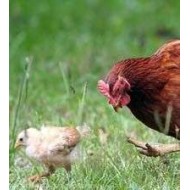 Φύραμα Αυγοπαραγωγής 40 κιλών 16% Πρωτεΐνη Ν45Κ (τραχανάς)