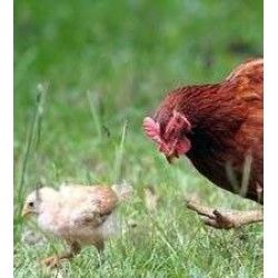 Φύραμα Αυγοπαραγωγής 40 κιλών 16% Πρωτεΐνη Ν45Κ (τραχανάς)