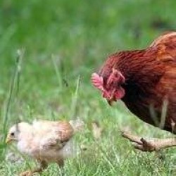 Φύραμα Αυγοπαραγωγής 40 κιλών 16% Πρωτεΐνη Ν45Κ (τραχανάς)