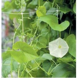 Δίχτυα Αναρρίχησης 2.04x500 με μάτι 10Χ10 Arrigoni