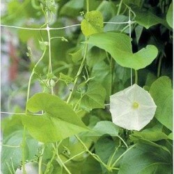 Δίχτυα Αναρρίχησης 2.04x1000 με μάτι 15Χ17 Arrigoni