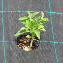 Εδαφοκάλυψη Μαύρο - Καρέ Εδαφοκάλυψη Μαύρο - Καρέ