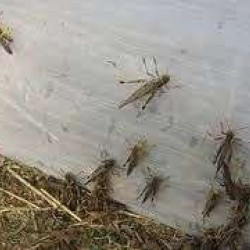 Σιτα Για ΤΟΥΤΑ 10/10 Θερμοκηπίου tuta absoluta, 25 τετράγωνα στους 2,5 πόντους