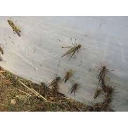 Σιτα Για ΤΟΥΤΑ 10/10 Θερμοκηπίου tuta absoluta, 25 τετράγωνα στους 2,5 πόντους